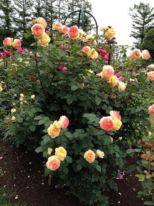 Опис товару