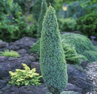 Ялівець звичайний компрес (Juniperus Communis Compressa)