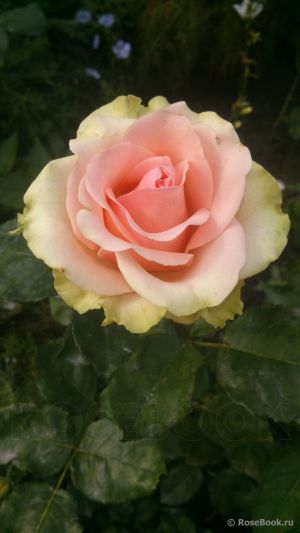 Троянда Дансинг Куїн (Dancing Queen) Чайно-гібридні, Tantau Німеччина