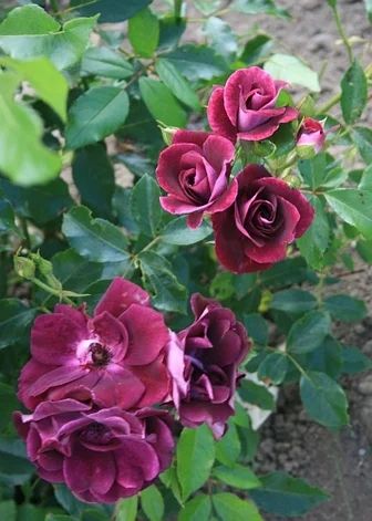 Троянда Бургунді Айс (Burgundy Ice) Флорибунда, Edgar Norman Swane США, 1998