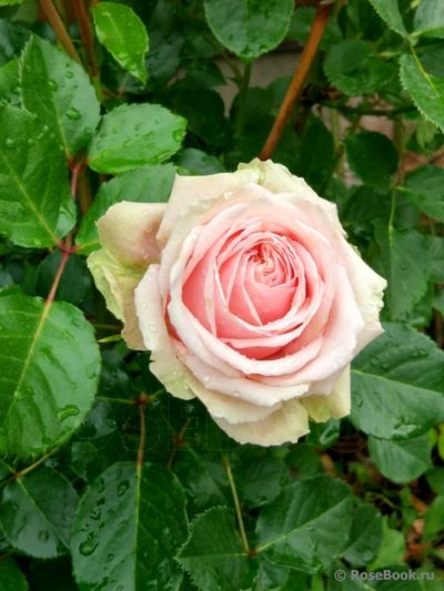 Троянда Еден Роуз ( Eden Roses) Плетисті, Meilland Франція, 1950