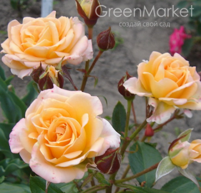 Троянда Макарена (Macarena) Спреї, Interplant Нідерланди