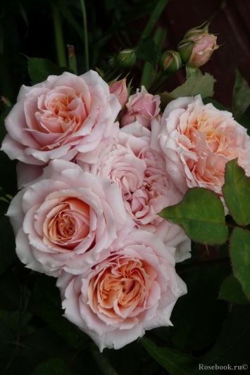 Троянда Поль Бокуз (Paul Bocuse) Гійо, Massad Франція, 1992