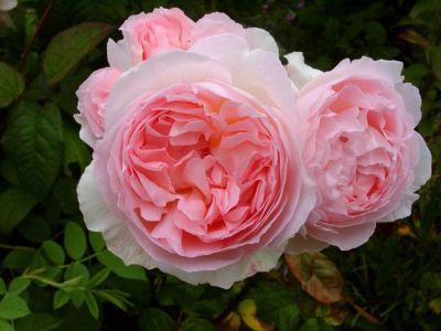 Троянда Шаріфа Астма (Sharifa Asma) Англійські, Austin Великобританія, 1989
