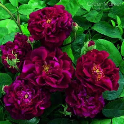 Троянда Тюскані Супер (Tuscany Superb) Шраби, Paul Великобританія 1837