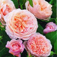 Троянда Вільям Морріс (William Morris) Англійські, Austin Великобританія, 1998